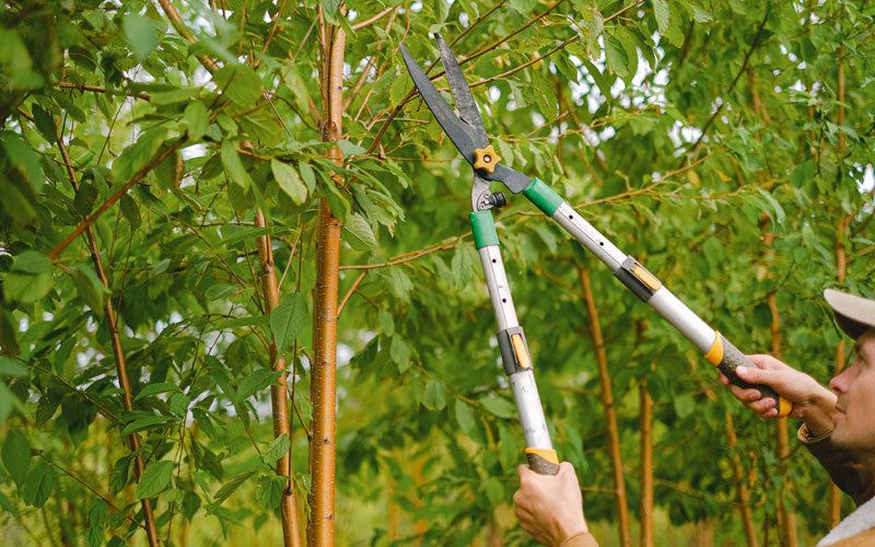 Tree trimming in Callery, PA